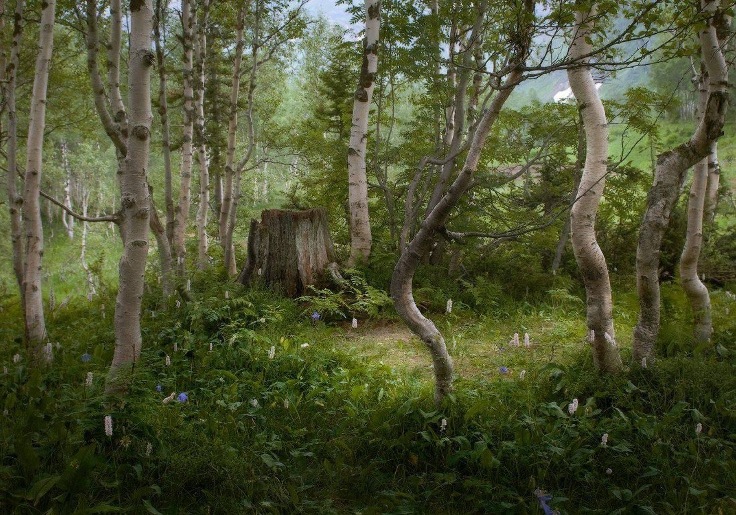 , Дмитрий Алексеев