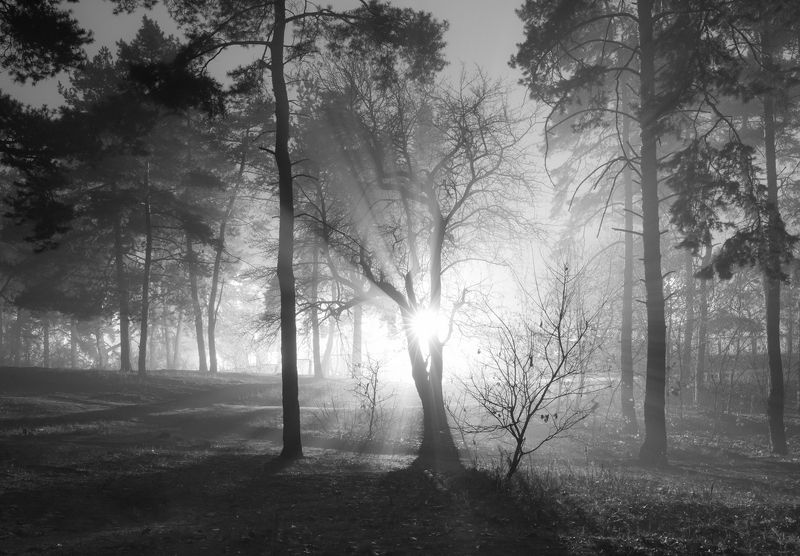 лес осень ноябрь туман город ночь Привычный мир стал призрачным и странным фото превью