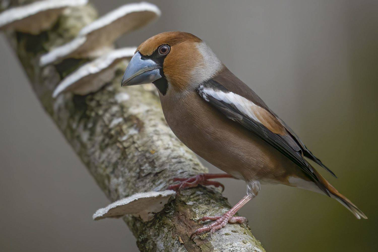 Обыкновенный дубонос (Coccothraustes coccothraustes), Rimantas Stankunas