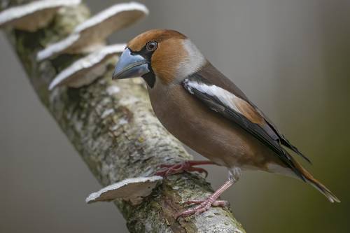 Обыкновенный дубонос (Coccothraustes coccothraustes)
