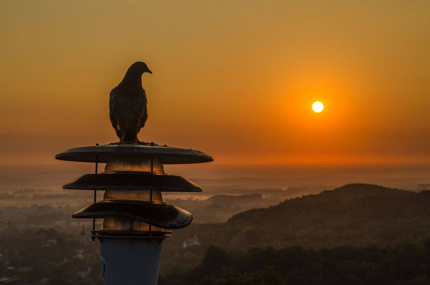 рассвет, солнце, голубь, пейзаж, природа, небо, Евгений Каримов