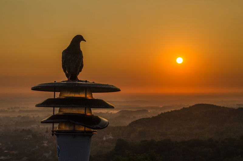 рассвет, солнце, голубь, пейзаж, природа, небо Голубь, встречающий рассвет фото превью