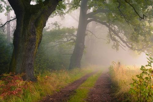 Under the cover of good oaks.
