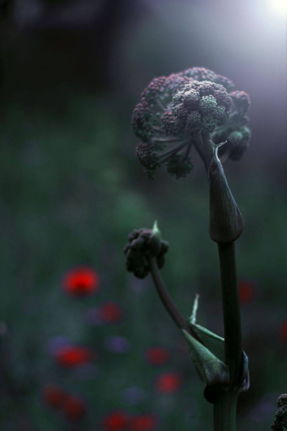 green,flowers,wild,nature,light,bokeh,zenit,helios,, Борислав Алексиев
