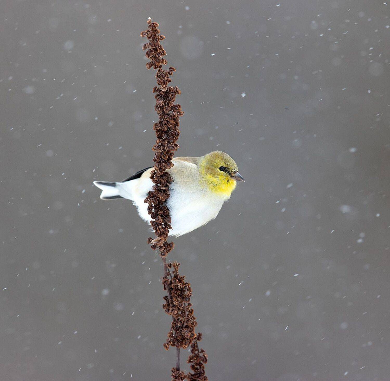 american goldfinch, американский чиж, чиж, winter birds, зимнии птицы, Elizabeth Etkind