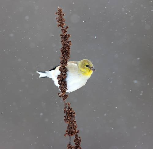 American Goldfinch - Американский чиж