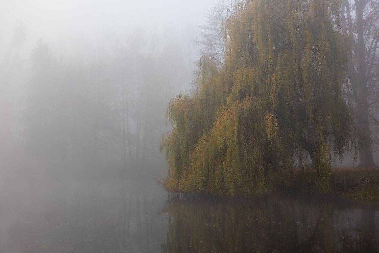 , Rafal