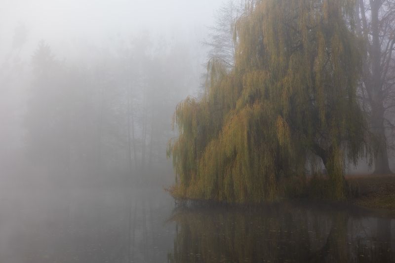 Tree фото превью