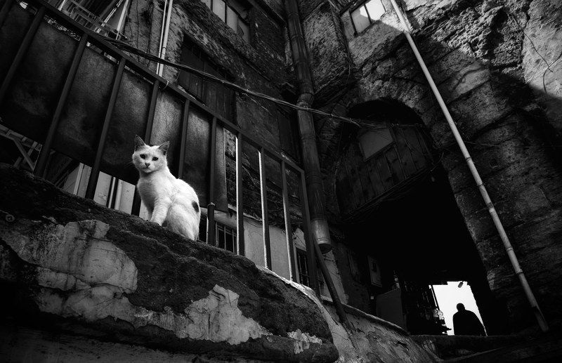 Friend Cat фото превью