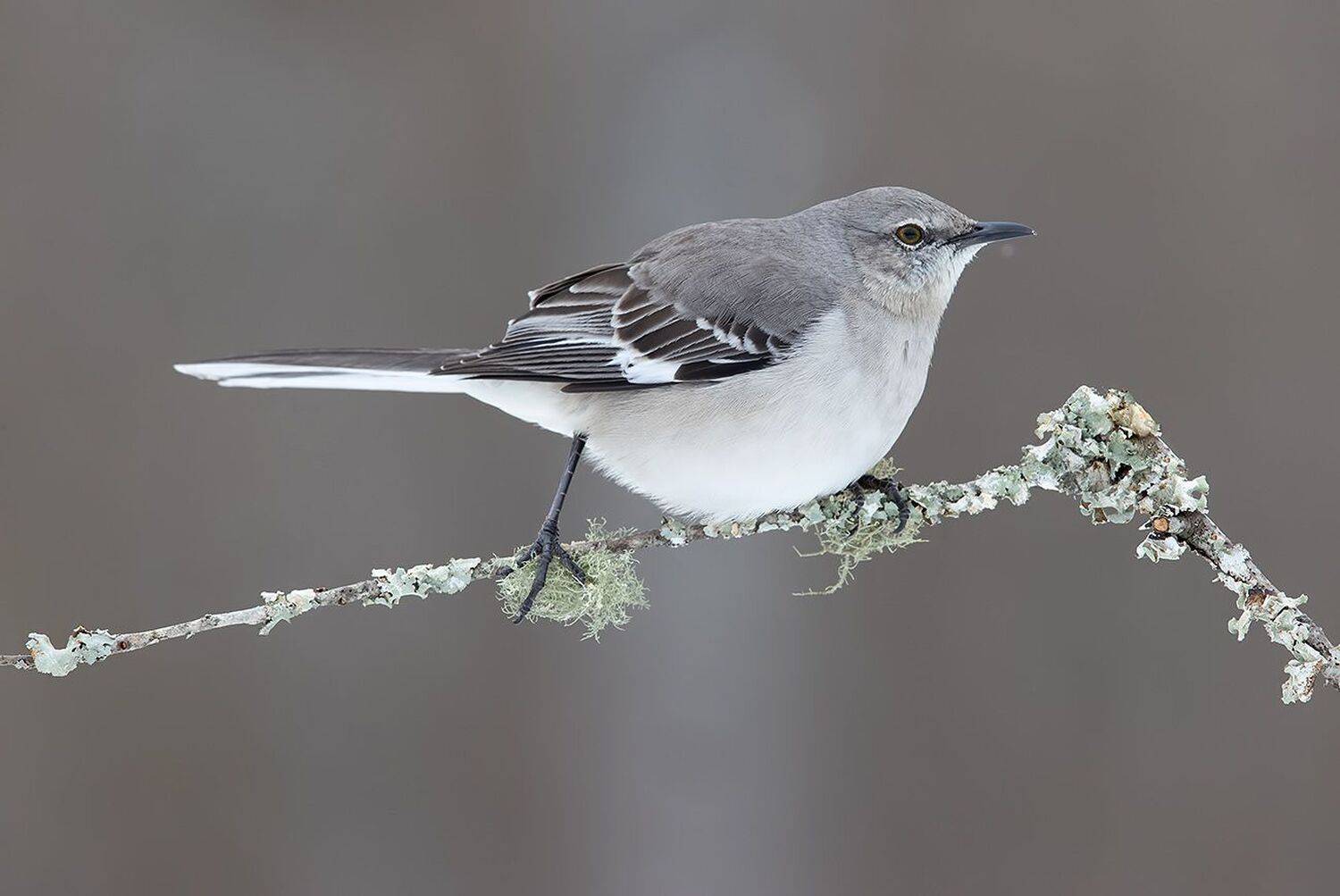 многоголосый пересмешник,  northern mockingbird, mockingbird, пересмешник, зима, Elizabeth Etkind