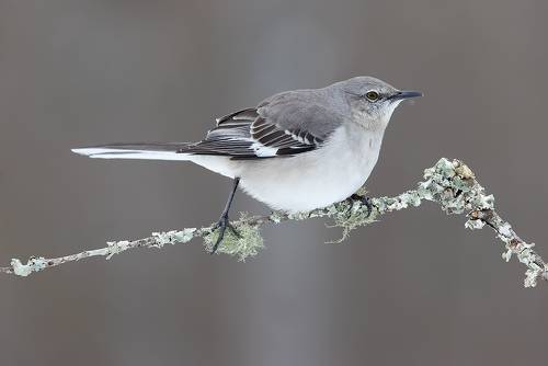 Многоголосый пересмешник - Northern Mockingbird