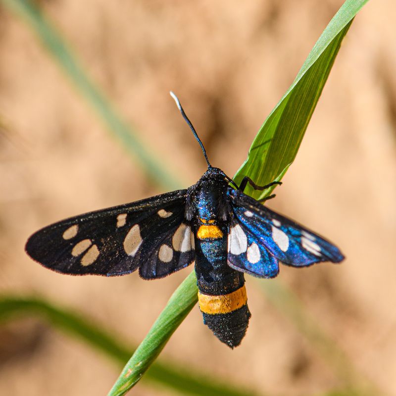 Nine-spotted moth фото превью