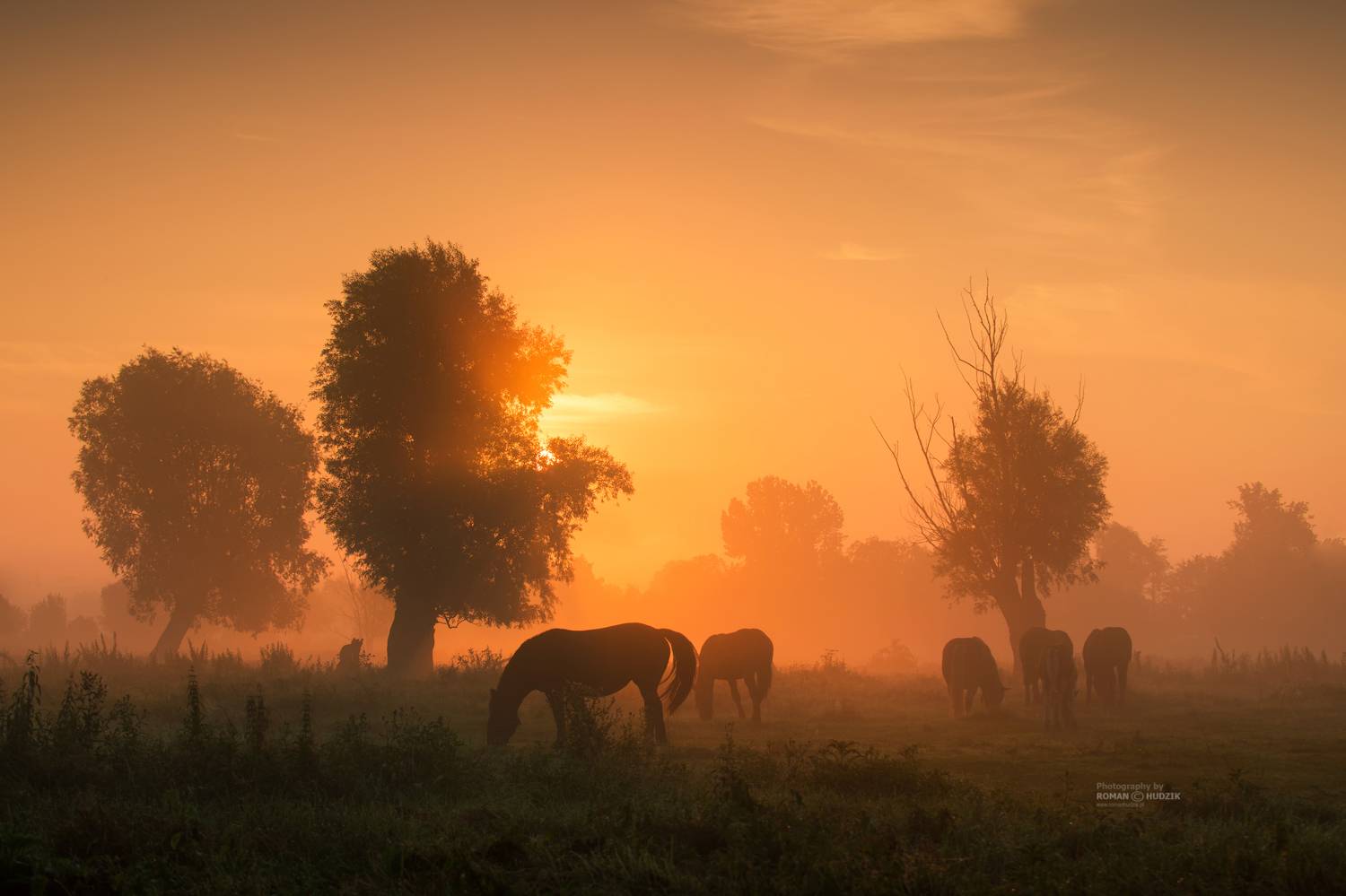 Sunrise, horses, landscape, meadow, pastures, clouds,, Roman Hudzik