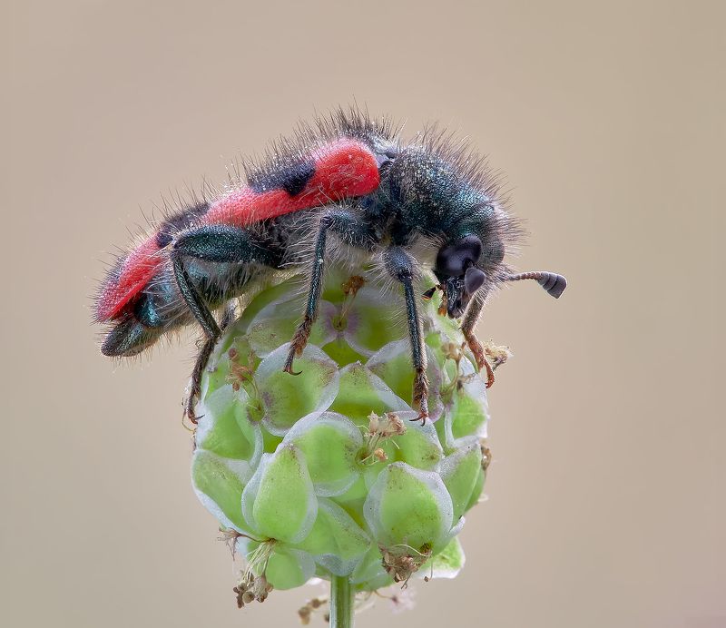 animal; Insects; Trichodes alvearius; city; Canicattini; Photography; macro; Trichodes alvearius фото превью