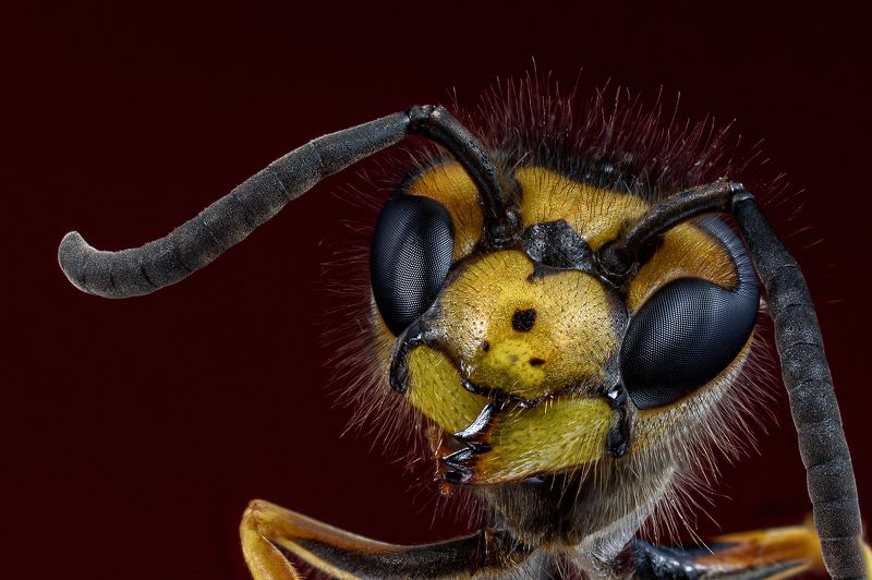 Wasp фото превью