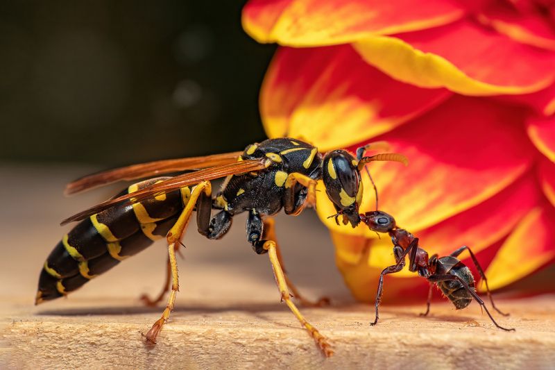 insect, wasp, ant, animal, fauna Ant-Man and the Wasp фото превью