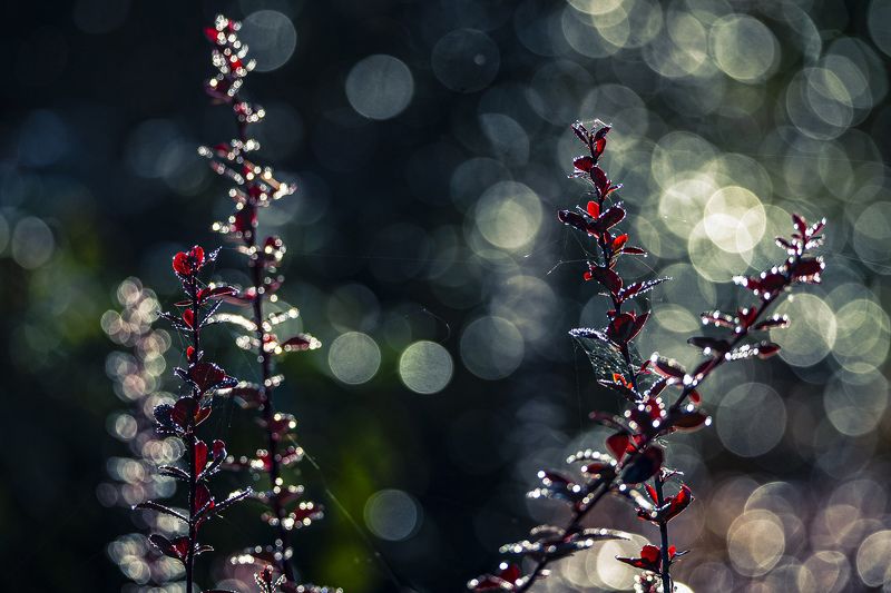 утро, мороз, барбарис Морозным утром фото превью