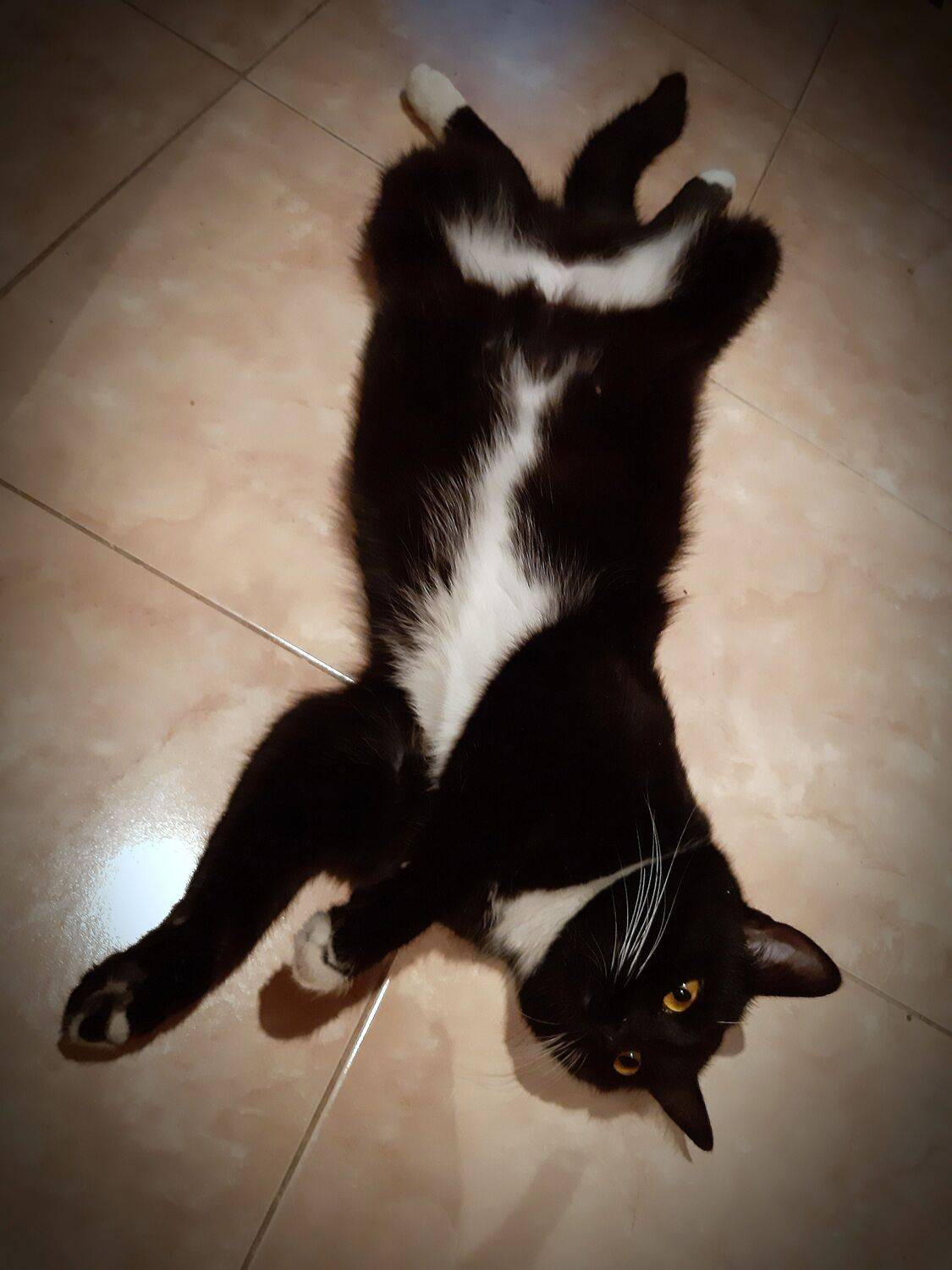 кошка, Maria V. Gorskaya