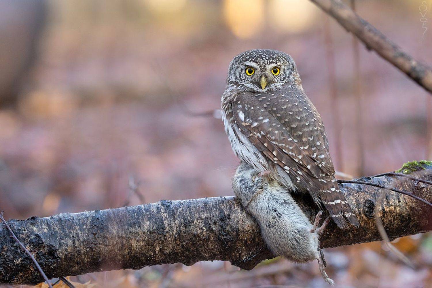 воробьиный сыч, Байбекова Светлана