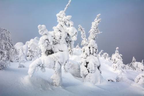 Снежные ели