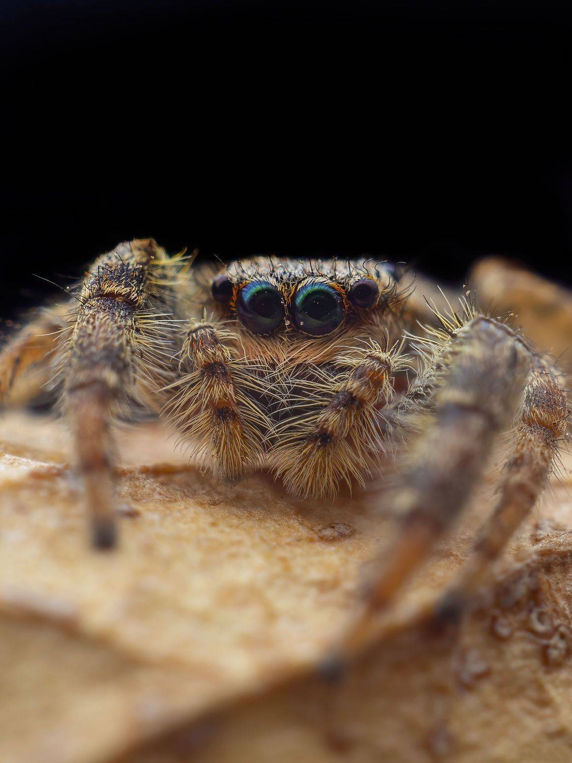 паук,скакунчик, Степан Соловьёв
