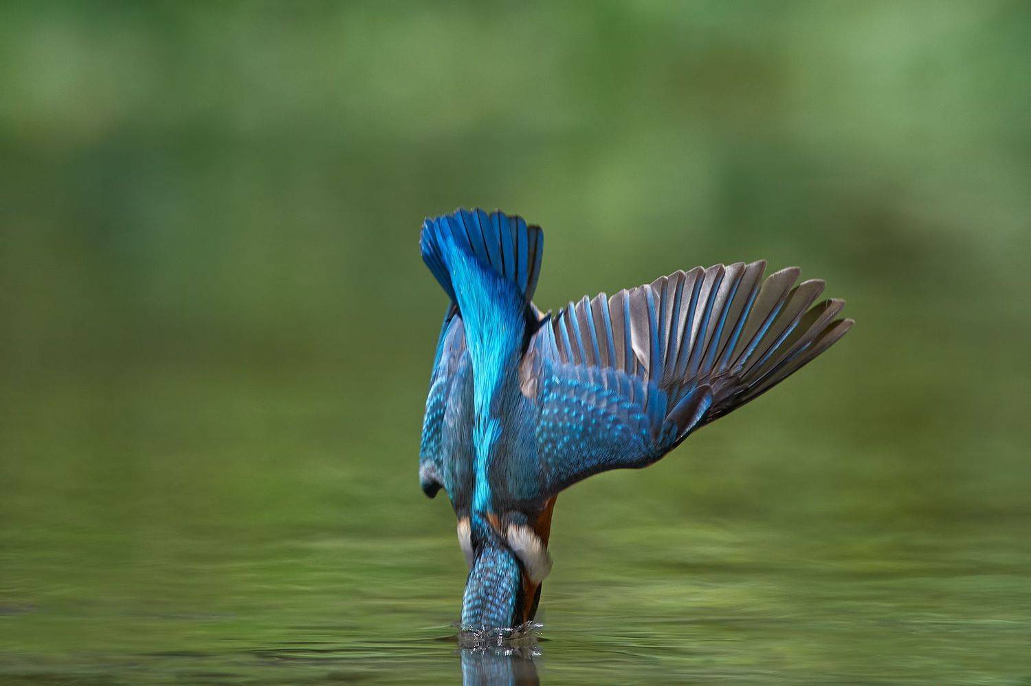 nature, wildlife, birds, Калин Ботев