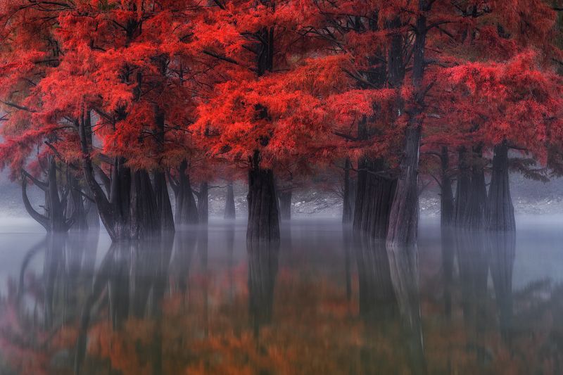 Кипарисы на озере Сукко. фото превью