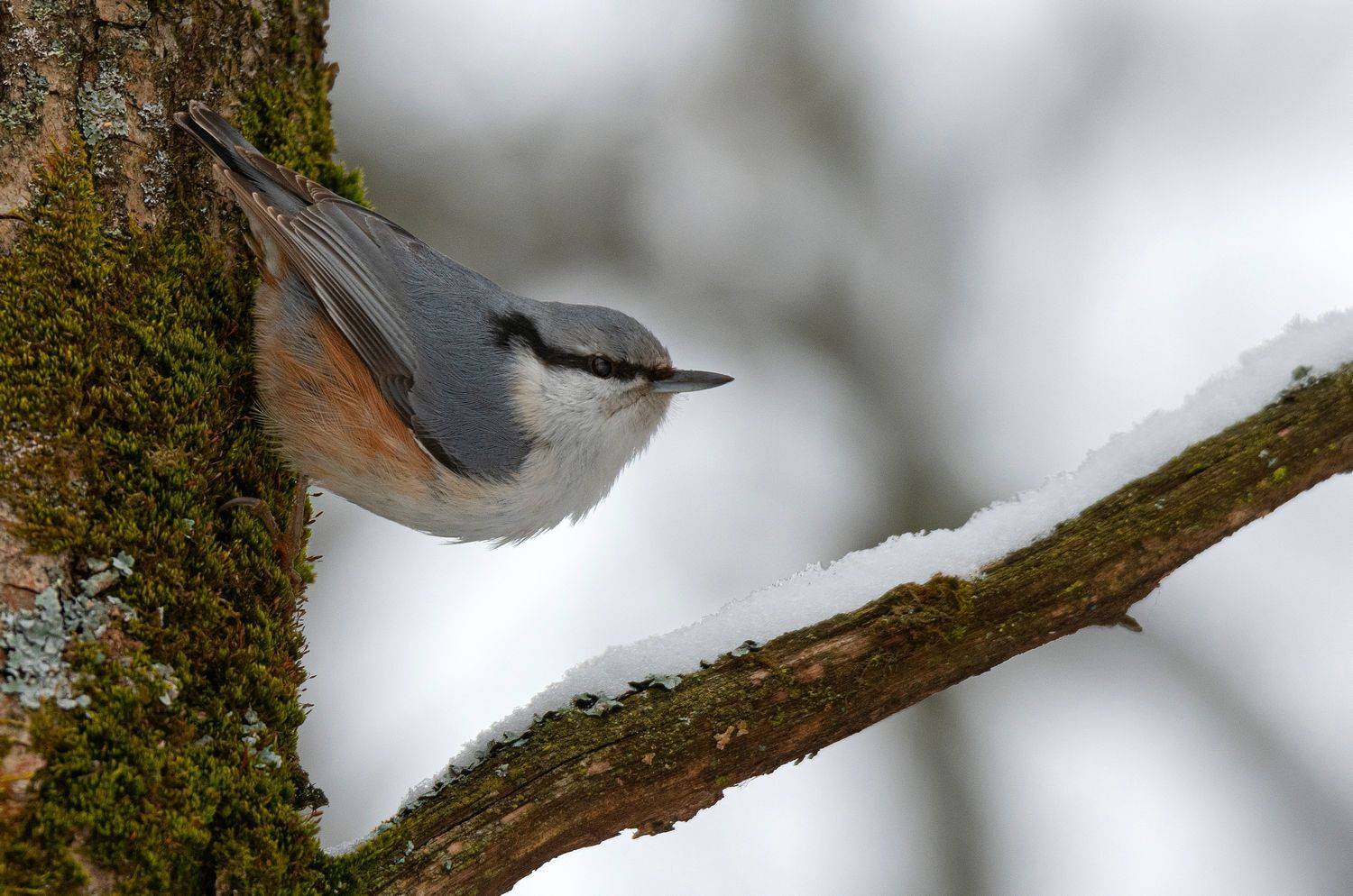 поползень зима, Руслан Сигушин