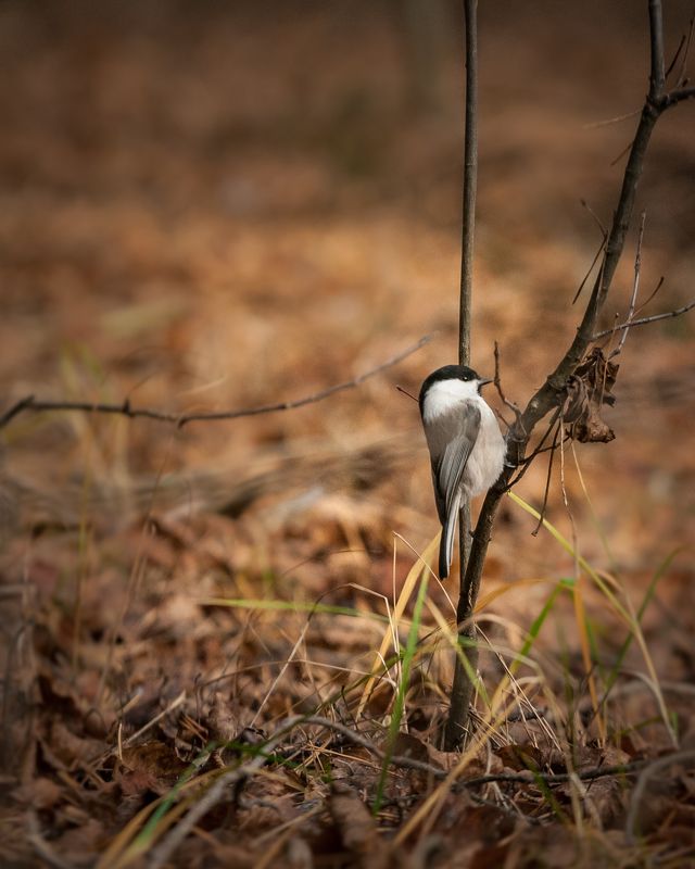 Маленькие прелести фото превью