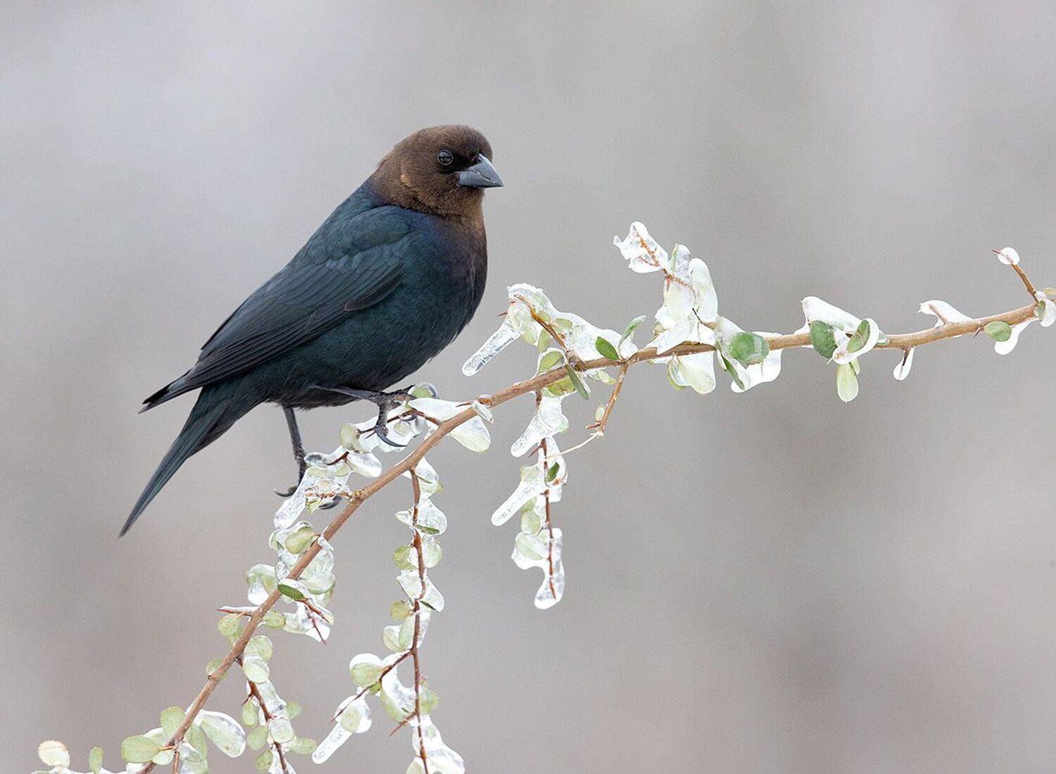 буроголовый коровий трупиал, brown-headed cowbird, трупиал, зима, Elizabeth Etkind