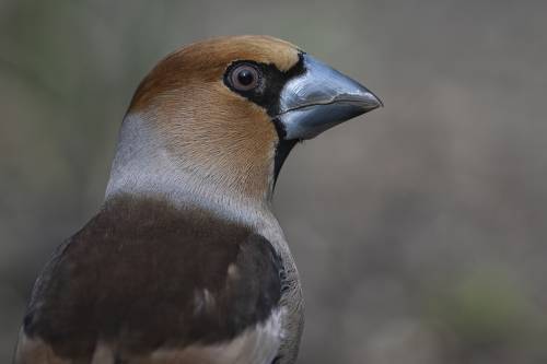 Обыкновенный дубонос (Coccothraustes coccothraustes)