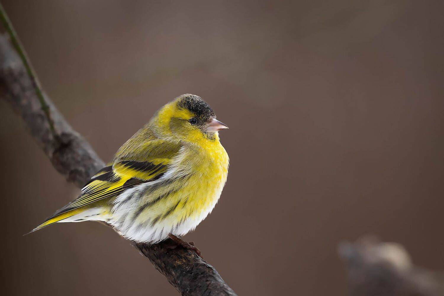 , Robert Adamec