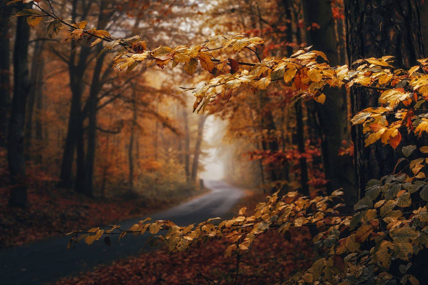 road path foggy morning misty magic autumn trees листья  leaves dranikowski forest branches осень fall fog, Radoslaw Dranikowski