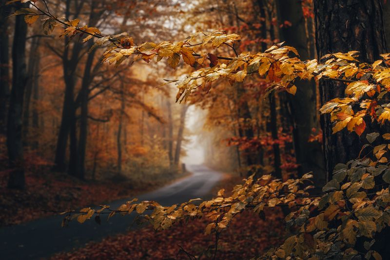 road path foggy morning misty magic autumn trees листья  leaves dranikowski forest branches осень fall fog на повороте фото превью