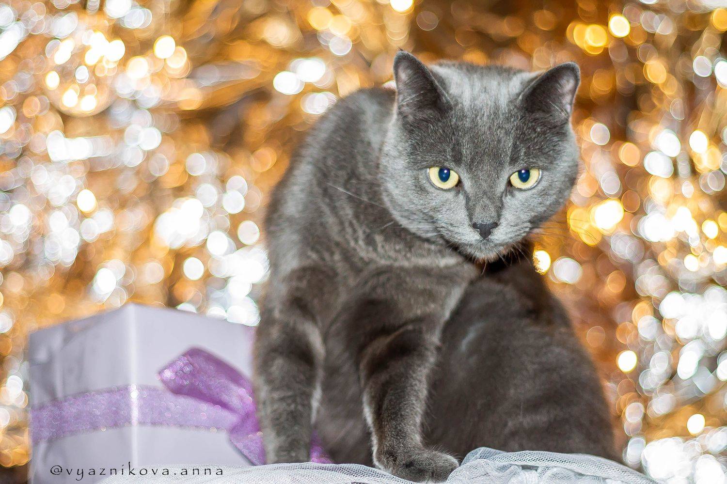 фотограф Лисичанск, Анна Вязникова