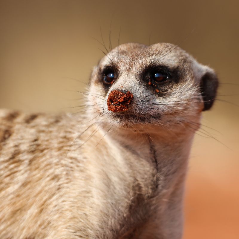 #сурикат #портрет #нос #песок #Намибия #калахари #cflahari #desert #namibia #meerkat #sand Портрет суриката  фото превью