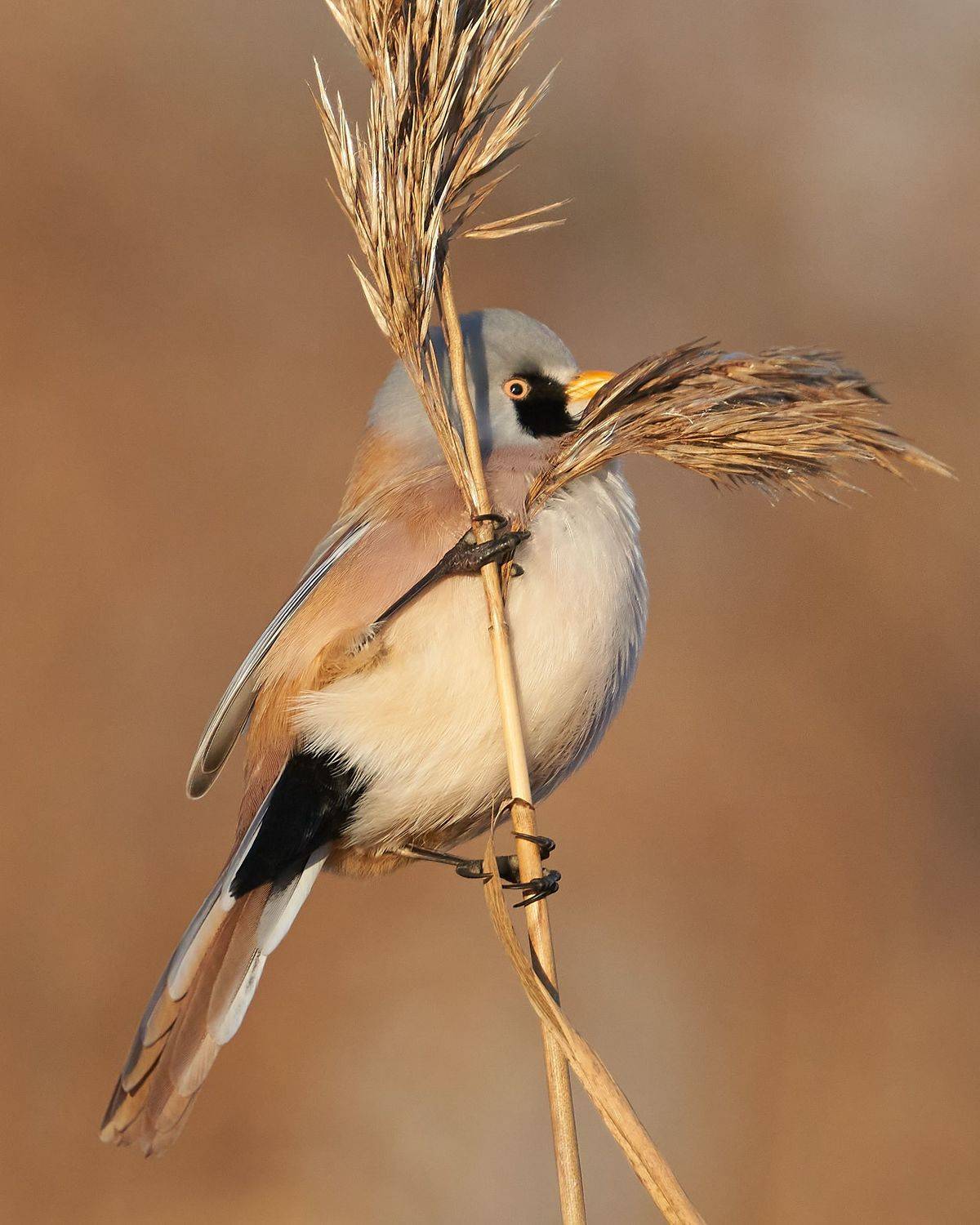 , Victor Krachkovsky