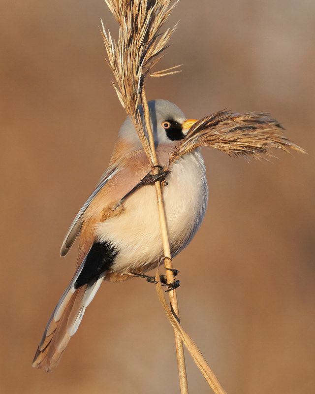 Синица усатая (южный берег Финского залива, ноябрь 2021) фото превью