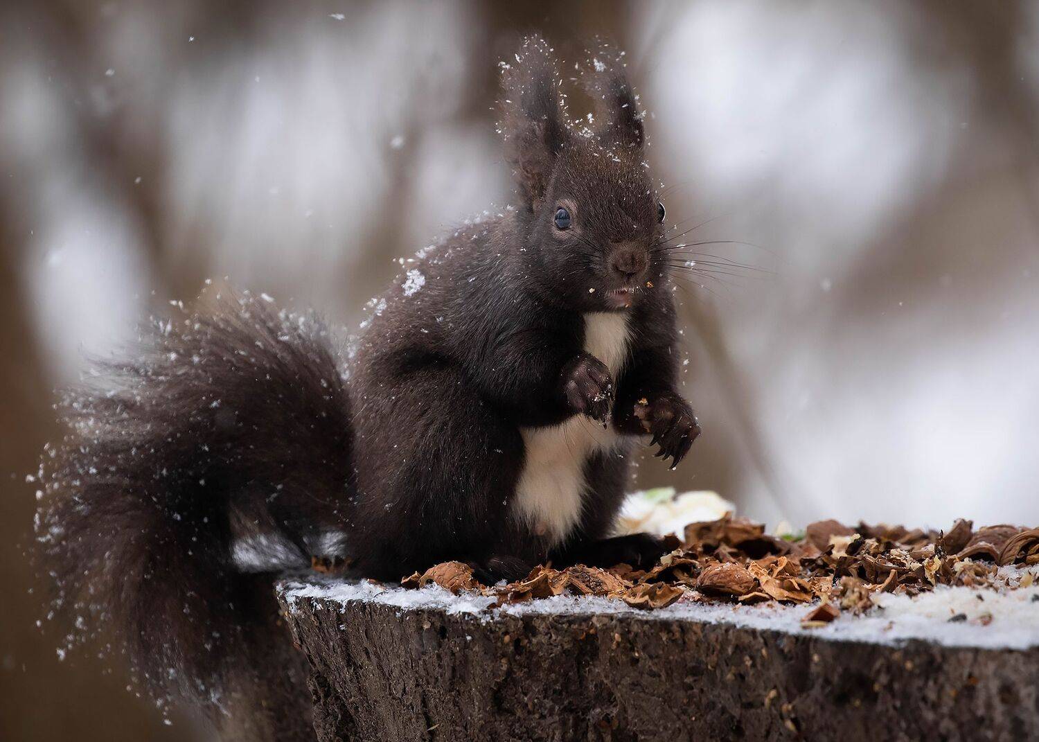 , Robert Adamec