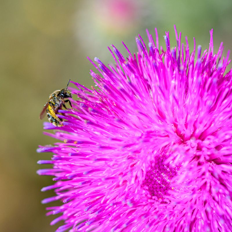 Pink and wasp фото превью