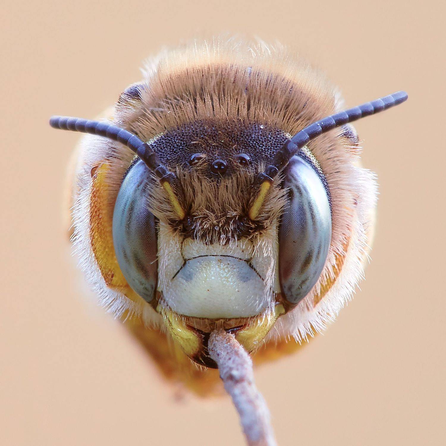 Animal; Insects; Anthophora urbana; City; Canicattini; Photography; Macro;, Fabio Cartelli