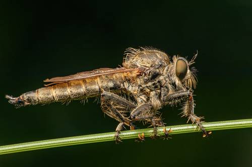 Predator Fly