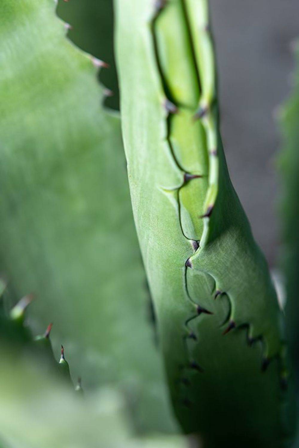 ,  Светослав Радков