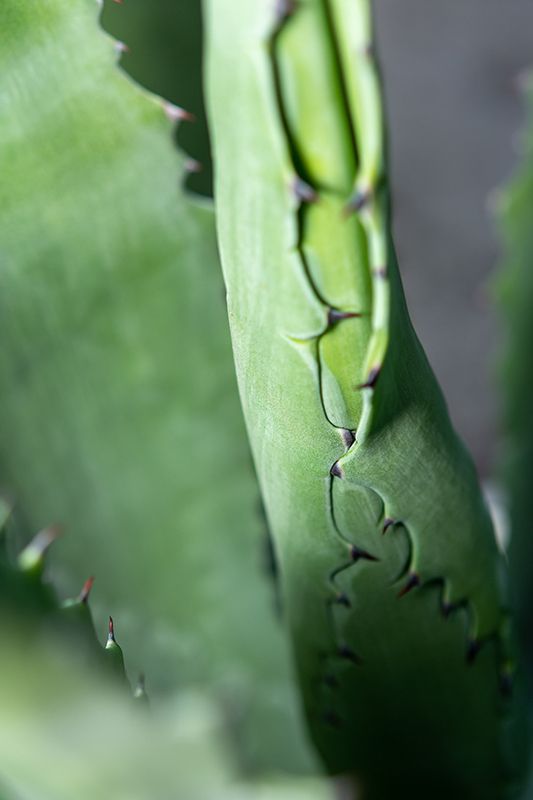 Aloe Vera фото превью