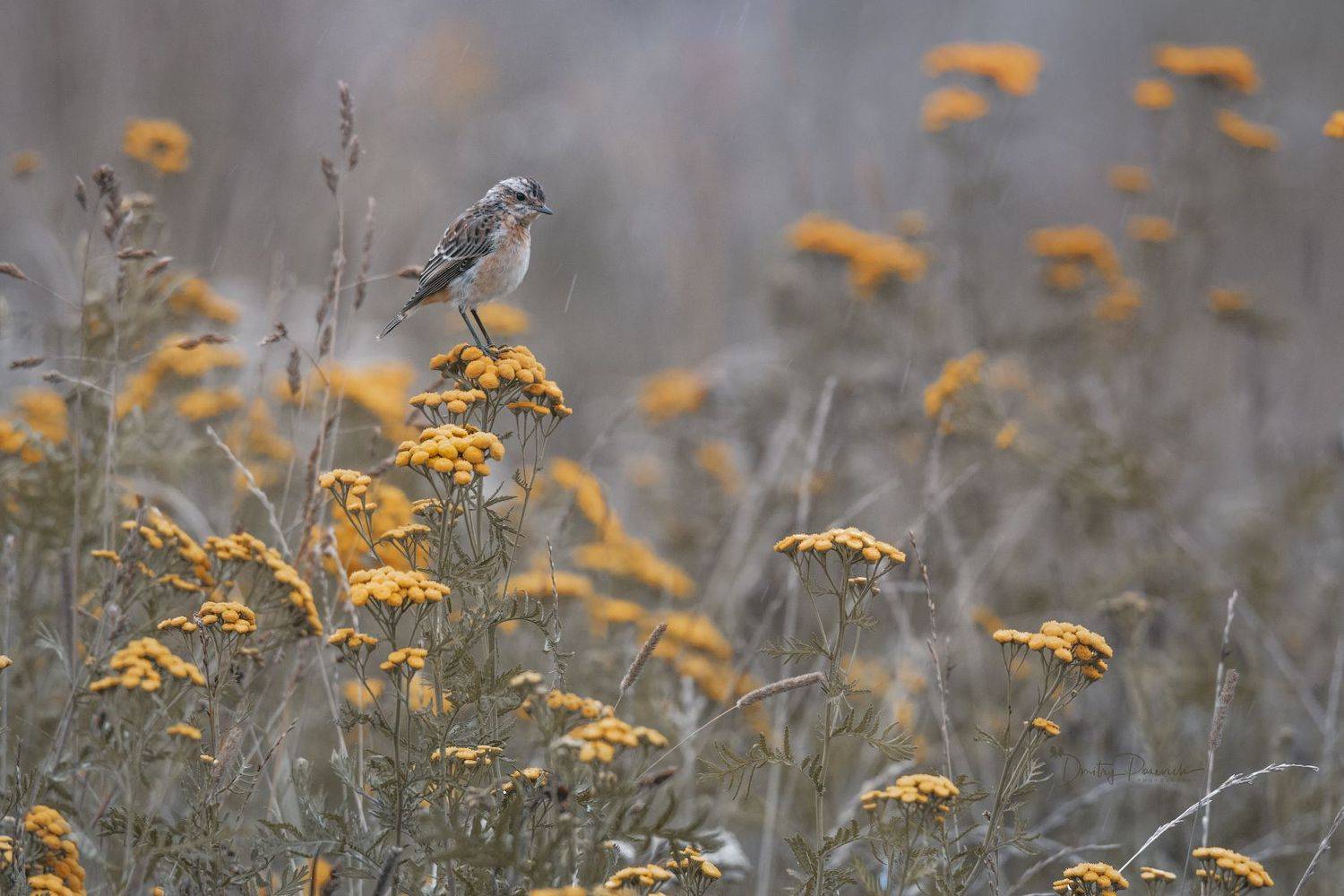 природа, лес, поля, огороды, животные, птицы, макро, Дмитрий Посевич
