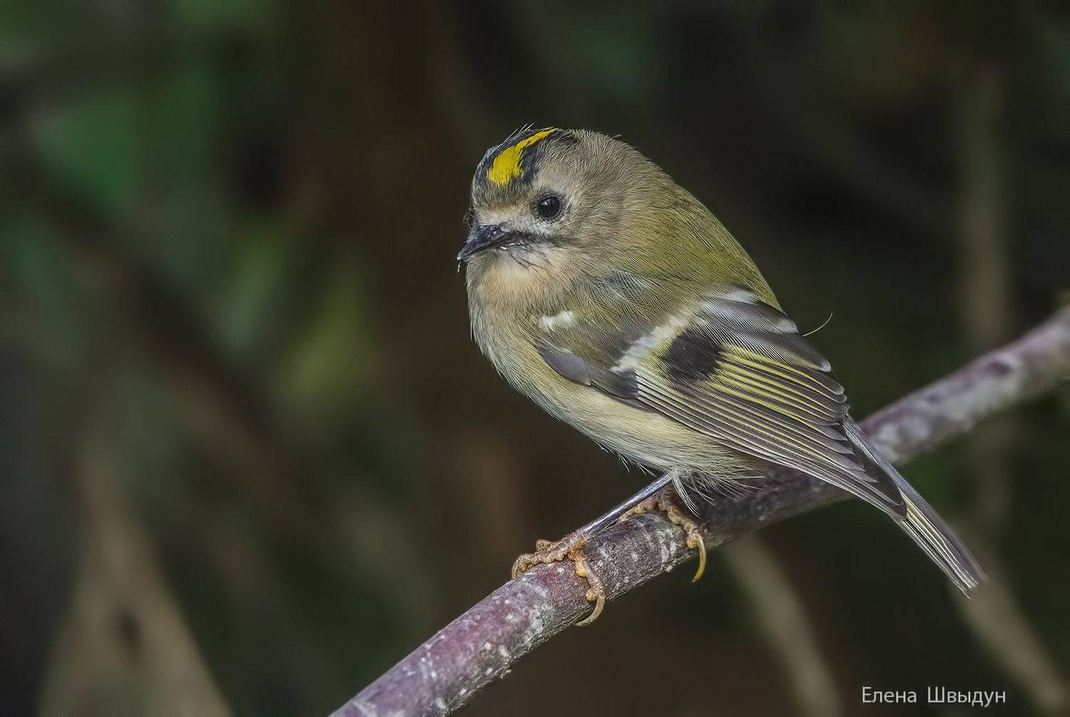 bird of prey, animal, birds, bird,  animal wildlife,  nature,  animals in the wild,  goldcrest, королёк, желтоголовый королёк, птицы, птица, Елена Швыдун
