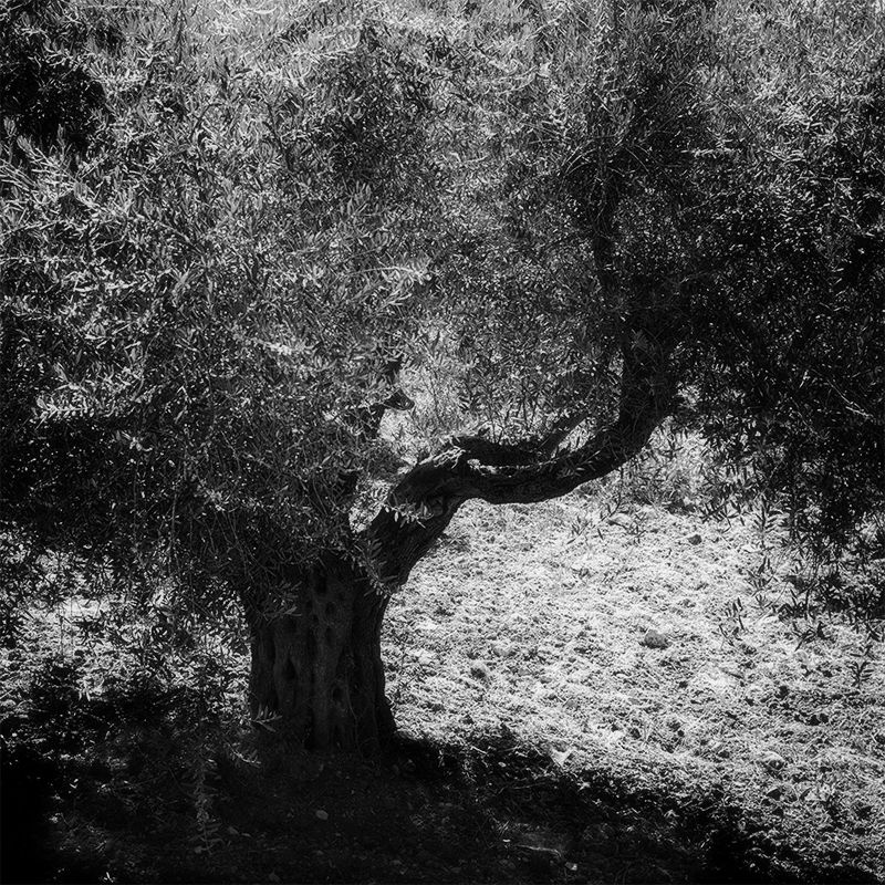 Olive tree фото превью