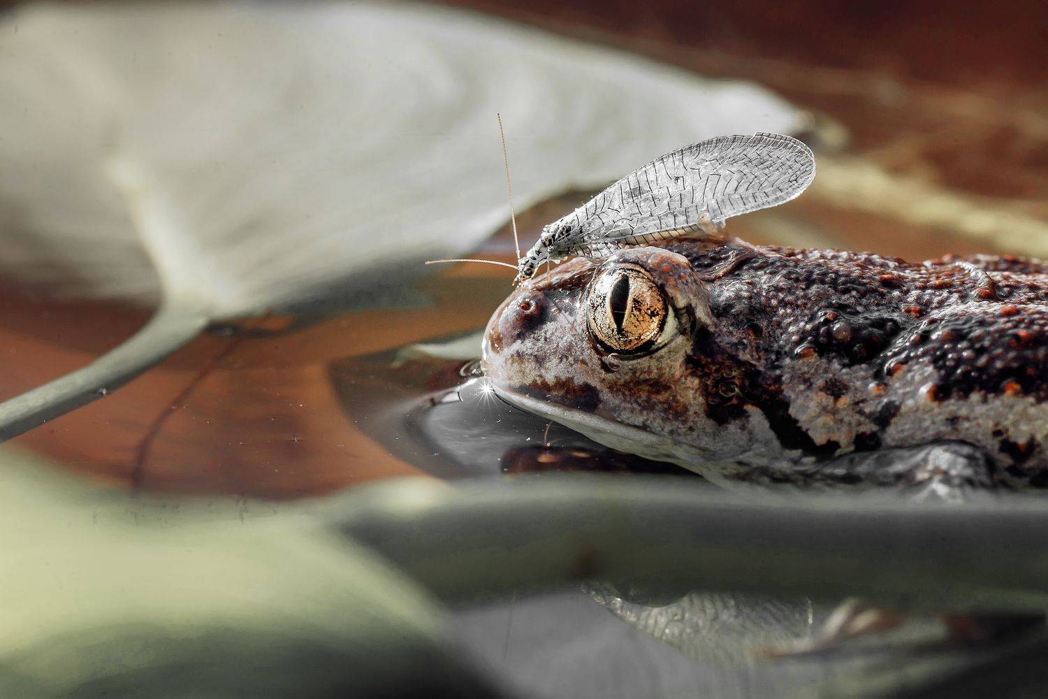 , Тарасова Ольга