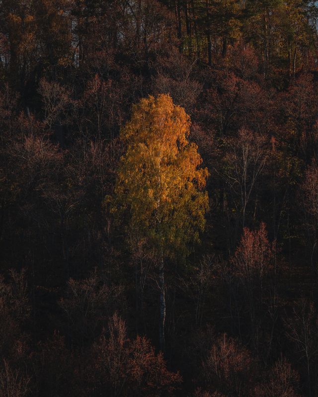 в окружении фото превью