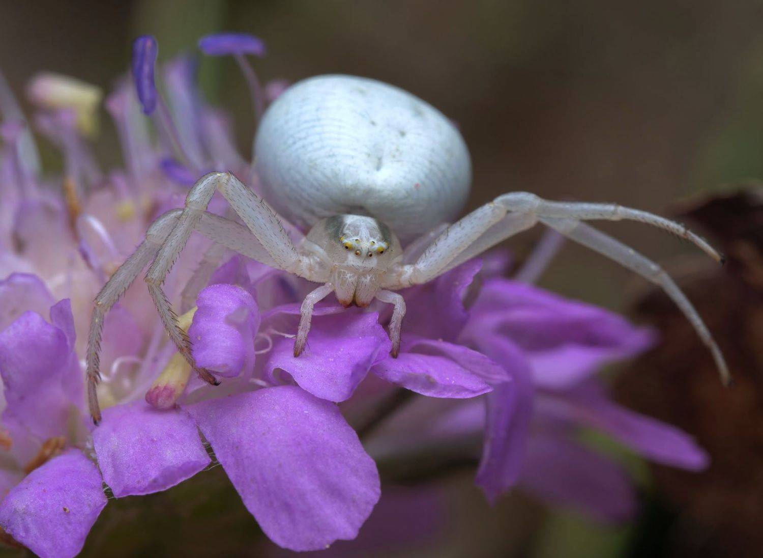 , Сергей Харитон